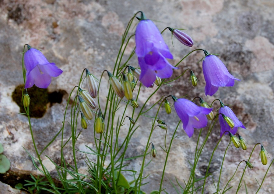 Fioriture magellensi